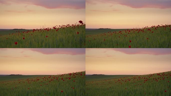 WS黄昏交响曲:大自然的美丽小夜曲横跨广阔的麦田，点缀着充满活力的罂粟花，在黄昏的光芒下
