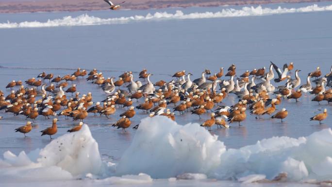 冬季成群候鸟环保4K视频素材
