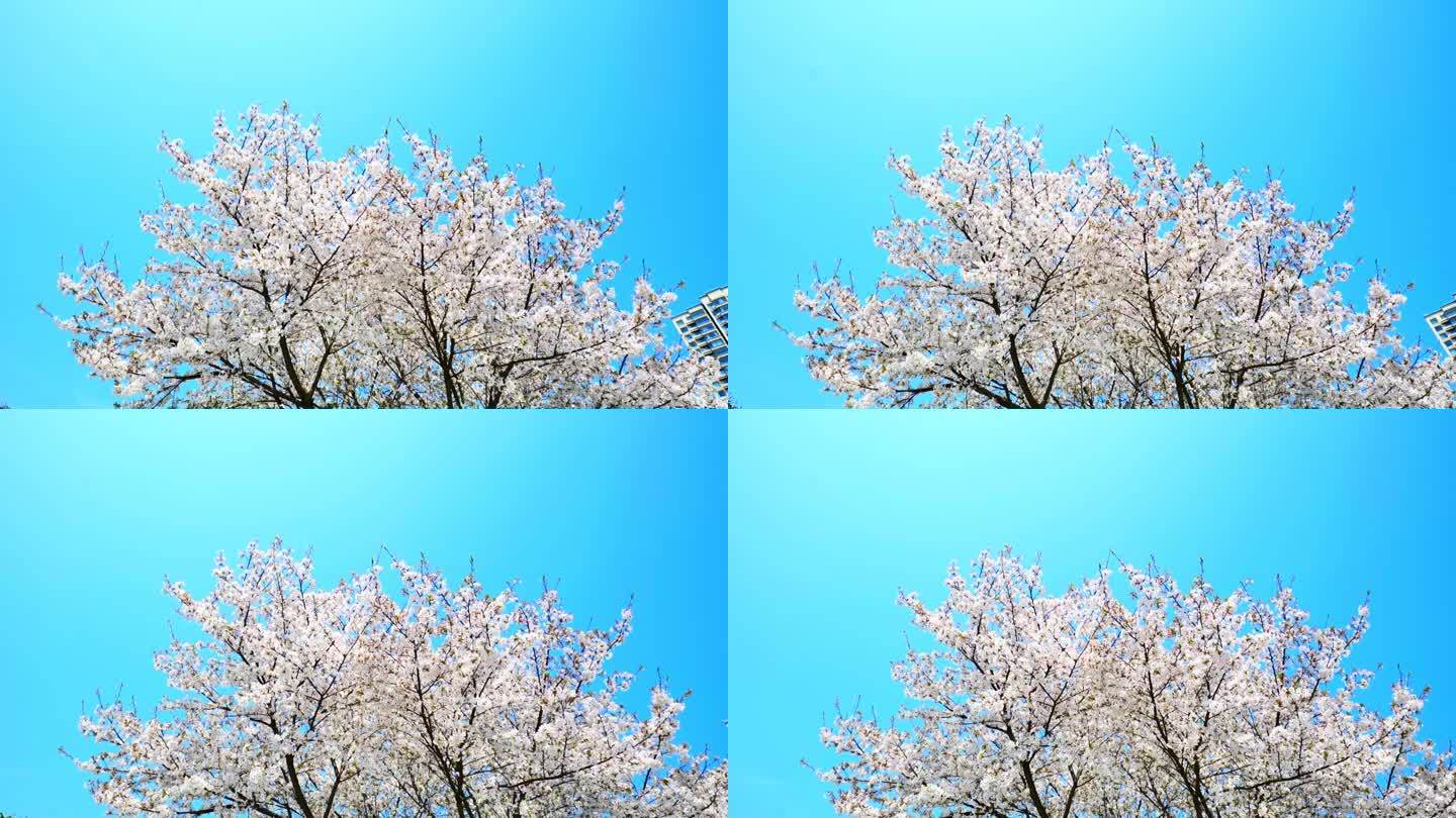 春天蓝天下樱花盛开