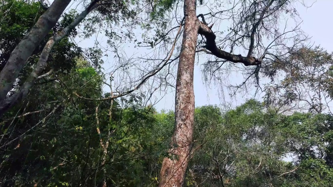 航拍西双版纳基诺山雨林