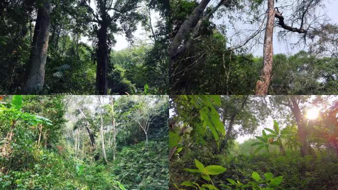 航拍西双版纳基诺山雨林