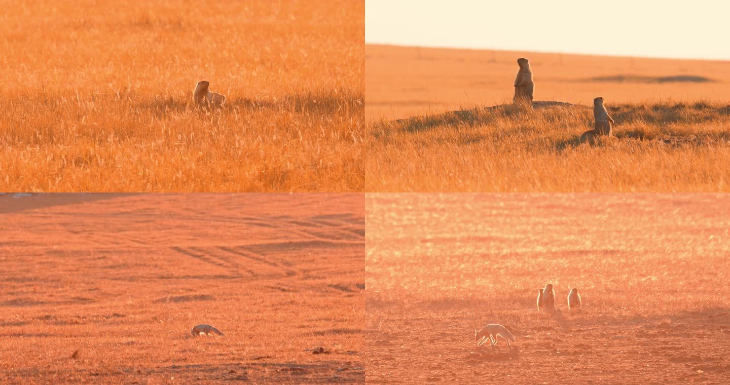东北内蒙古草原上土拨鼠—旱獭秋季