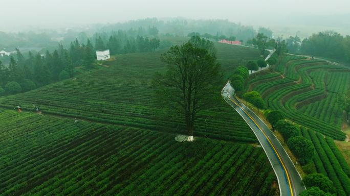 春雨中云雾缭绕的茶园