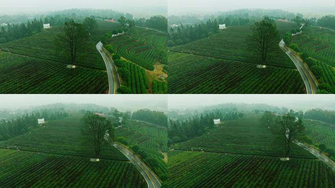 春雨中云雾缭绕的茶园