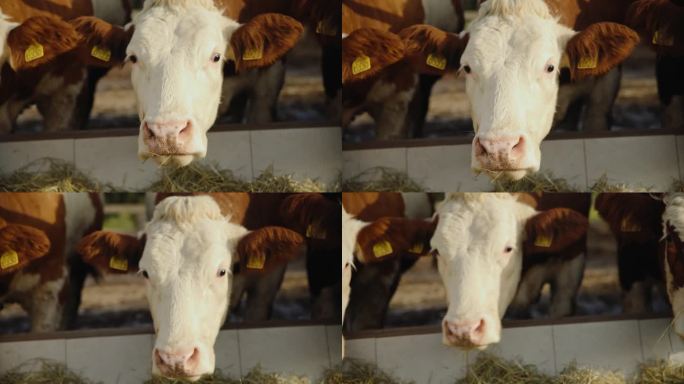 奶牛在觅食区大嚼干草