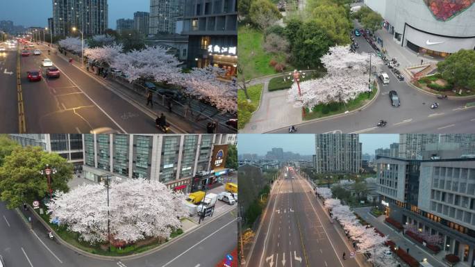 城市街道的樱花树 航拍画面
