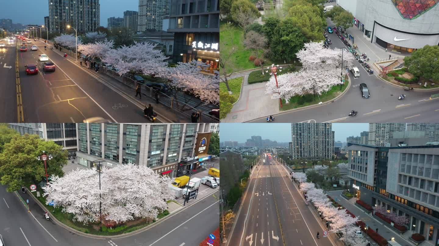 城市街道的樱花树 航拍画面