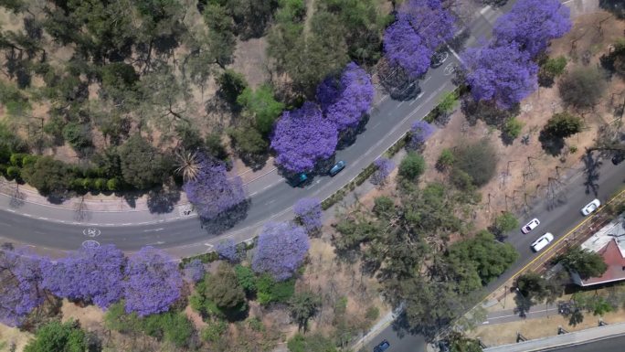 鸟瞰图的道路上的汽车和蓝花楹树盛开的紫色花朵在查普尔特佩克公园