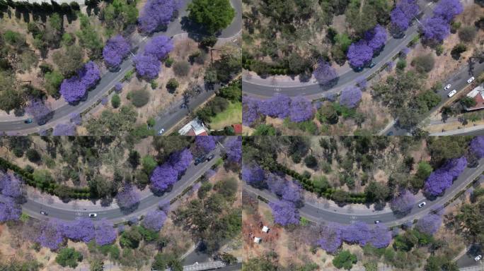 鸟瞰图的道路上的汽车和蓝花楹树盛开的紫色花朵在查普尔特佩克公园