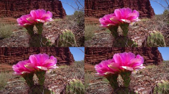 开花的仙人掌植物，在峡谷地国家公园的粉红花的Opuntia sp.(多刺)