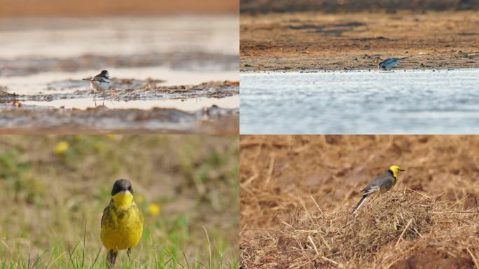 湿地常见野生候鸟、鸟类——鹡鸰科