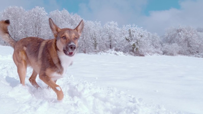 慢镜头:阳光明媚的一天，可爱的棕色牧羊犬在新下的雪地里奔跑