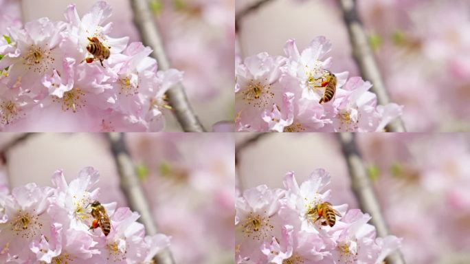 4K蜜蜂采蜜樱花特写