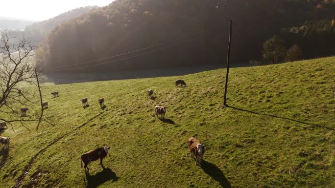 阳光明媚的日子里，牛群在绿色的山坡上吃草