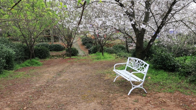 樱花林樱花树下白色休闲椅空镜