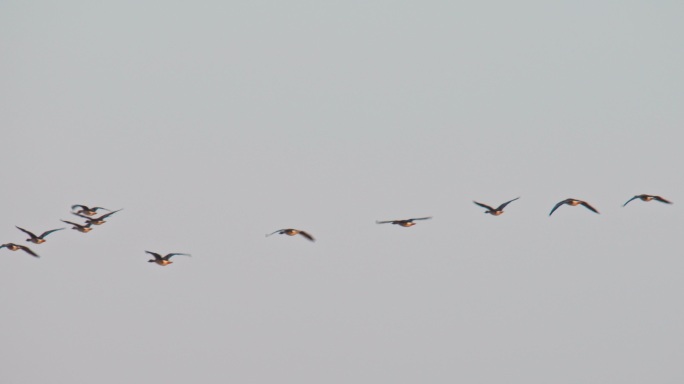 湿地野生鸟类——灰雁06