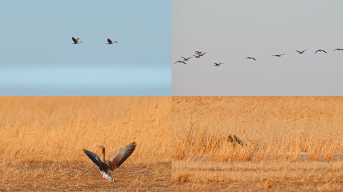 湿地野生鸟类——灰雁06