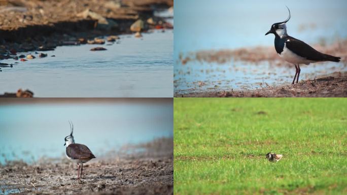 湿地常见野生鸟类——凤头麦鸡