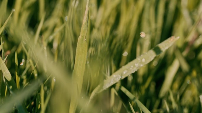 晨露的极端特写水珠晨露静谧