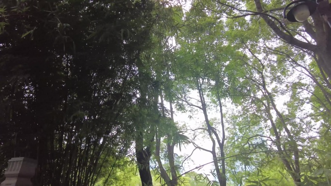 森林公园树林植物空镜头