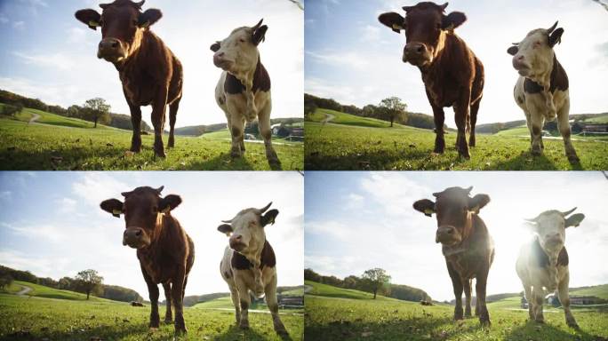 两只奶牛站在葱郁的草地上