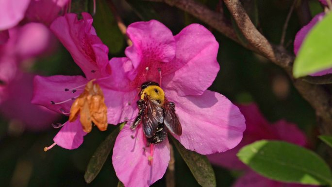 蜜蜂采蜜合集 春日阳光下勤劳的蜜蜂