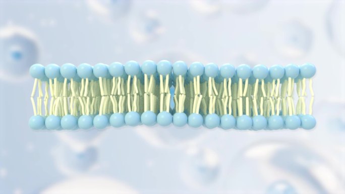 膜结构三维可视化3D磷脂双分子无规则摆动