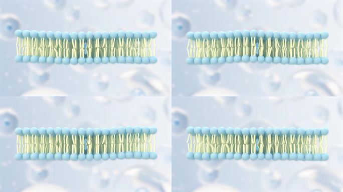 膜结构三维可视化3D磷脂双分子无规则摆动