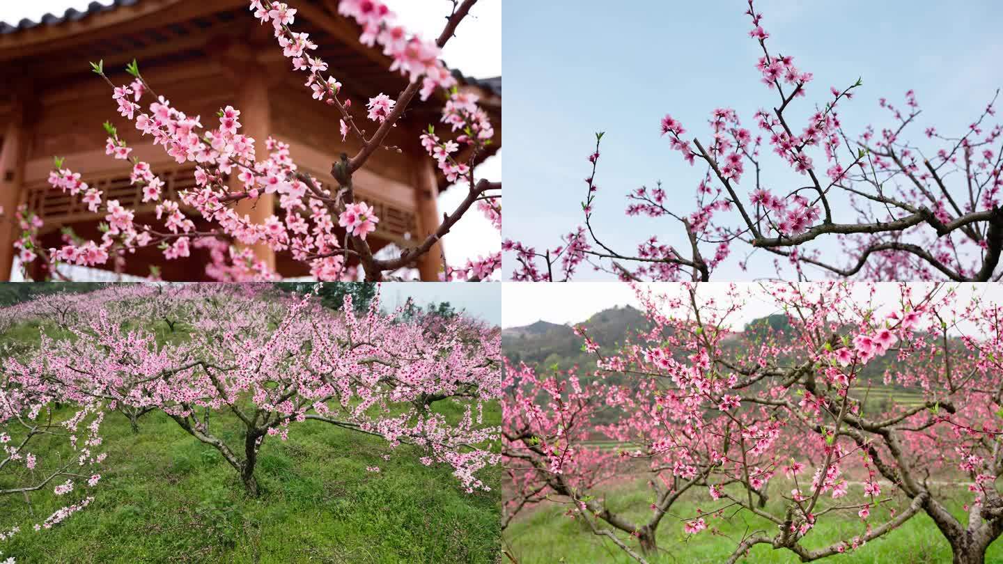 春暖花开桃花春天花朵开花十里桃花基地果园