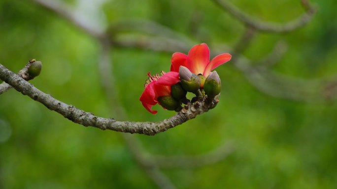 一枝木棉花