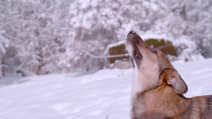 特写:在下雪的花园里玩耍时，顽皮的狗跳起来抓雪球