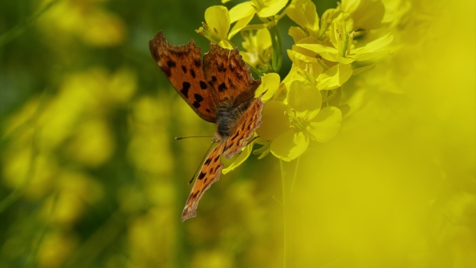 油菜花