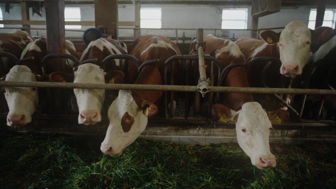一排排的奶牛和牛群依偎在谷仓里，享受着它们的饲料
