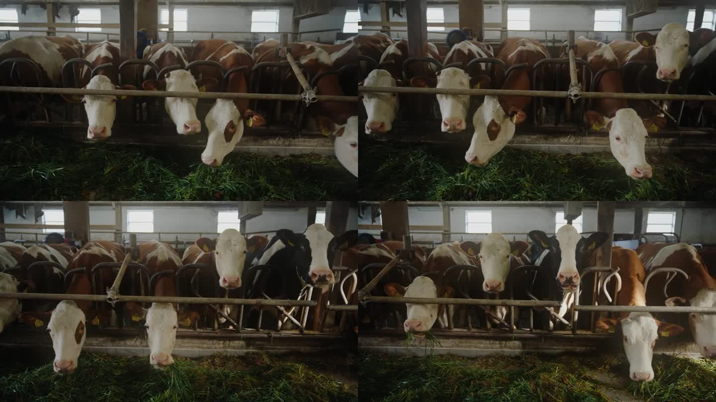 一排排的奶牛和牛群依偎在谷仓里，享受着它们的饲料