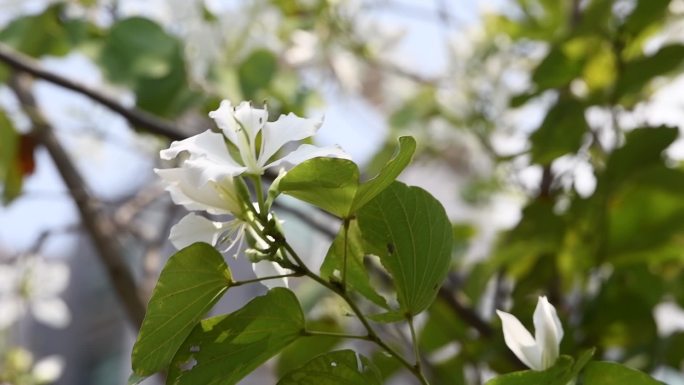 春天公园盛开的紫荆花随风摇曳