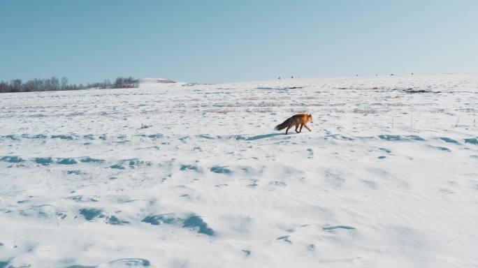 北方雪地上野生狐狸（赤狐）的生活合集