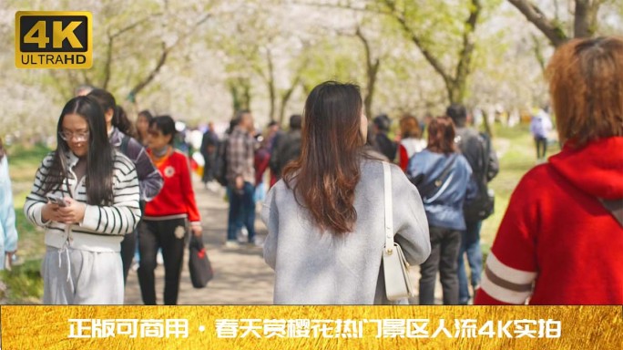 2024春季热门景区赏樱花旅游打卡人流