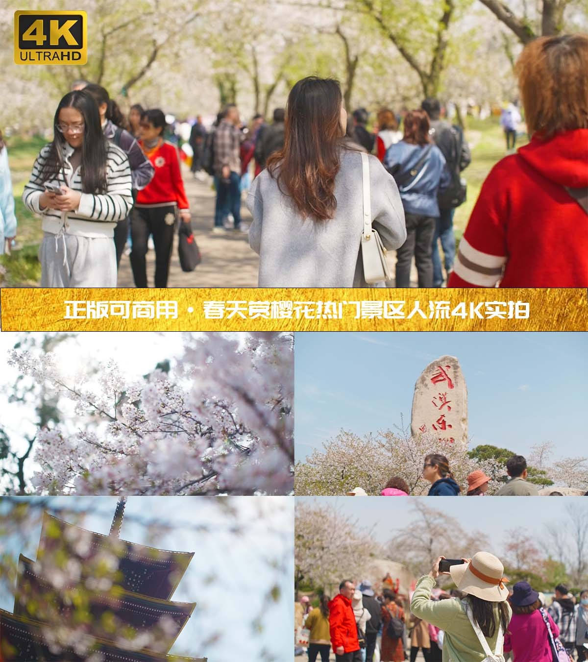 2024春季热门景区赏樱花旅游打卡人流