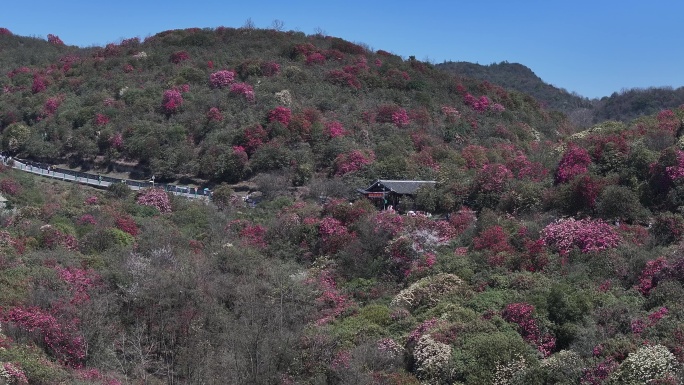 航拍贵州百里杜鹃景区花草蓝天白云