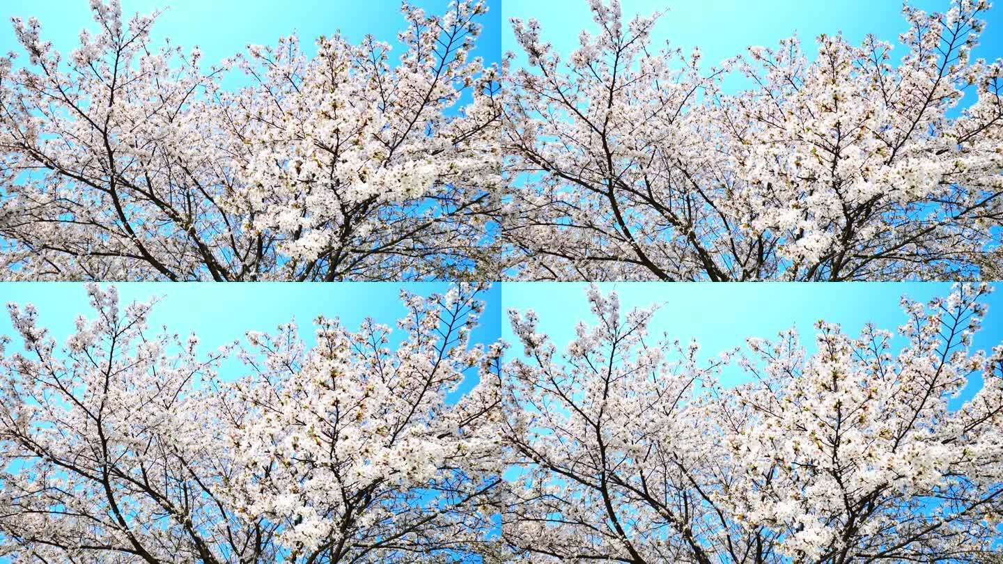 春天蓝天下樱花盛开