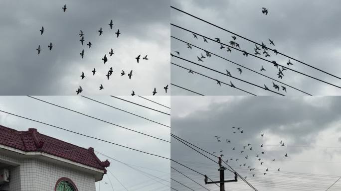 天空鸽子【120帧】阴天天空一群鸟儿飞过