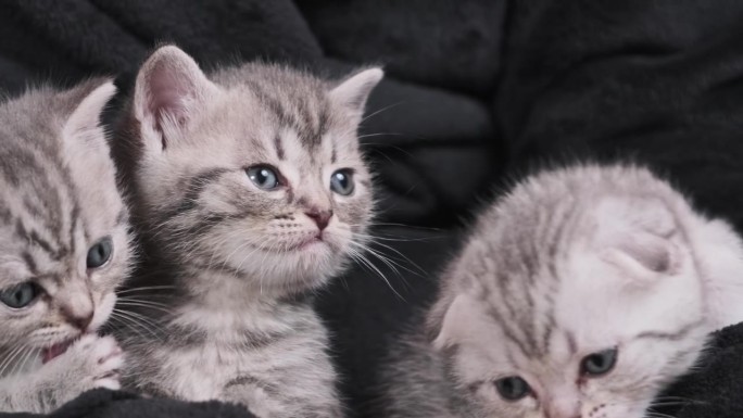 特写很多可爱的小猫坐在一起，在女性手中玩耍