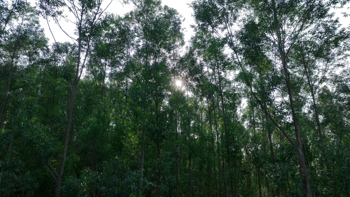 阳光下森林风吹树林大风吹树叶风吹丛林树枝