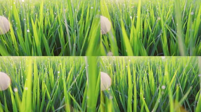 绿色稻田的微距镜头。清晨，镜头穿过带有露珠的稻苗。夕阳下的绿色稻田