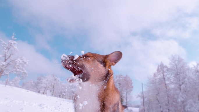 慢动作:可爱的棕色狗试图抓住飞雪球的场景