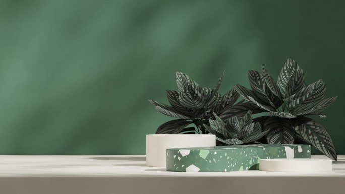 Calathea粉色条纹植物在3d视频渲染空模型绿色水磨石讲台循环无缝阴影动画