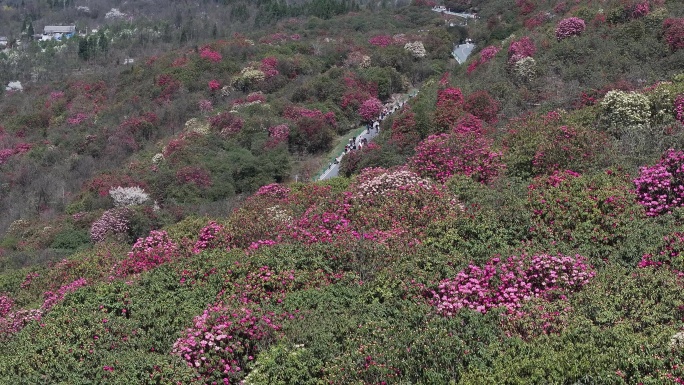 航拍贵州百里杜鹃景区花草蓝天白云