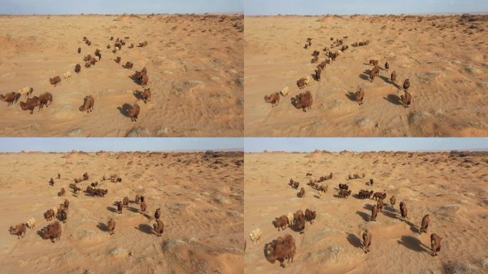 戈壁滩 无人区 骆驼 环境治理抗旱