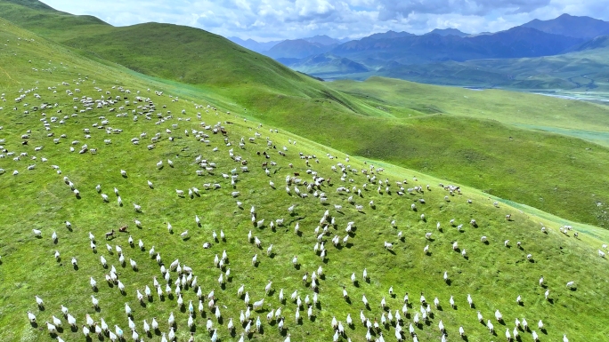 漫山遍野羊群奔跑 草原羊群壮观航拍