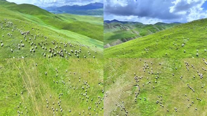 漫山遍野羊群奔跑 草原羊群壮观航拍